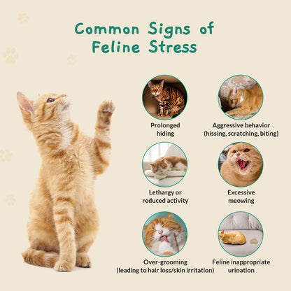 PAWITH Cat Calming Pop Patch (1 Box * 7 Patches) ,Long Lasting up to 48 Hours per Patch,Cat Pheromone to Help Reduce Conflicts and Signs of Tension in Multi-Cat Households.