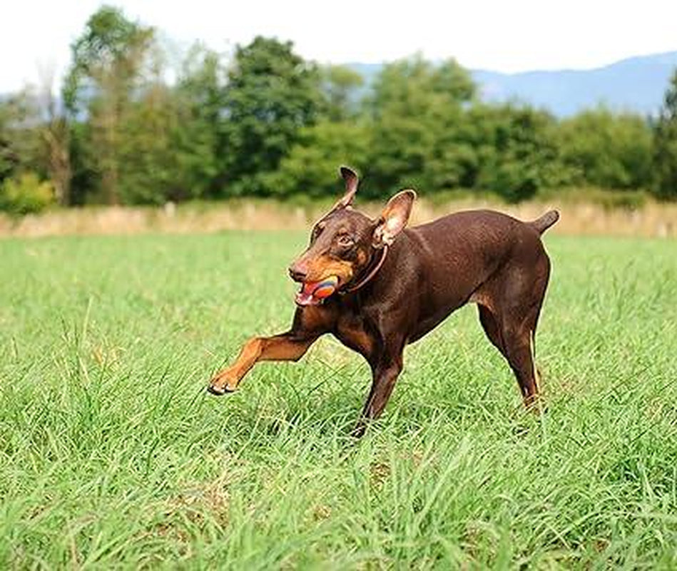 Super High Bounce Ultra Ball Dog Toy, Lightweight, Bouyant Medium (2.5 Inch Diameter) Pack of 2, for Breeds 20-60 Lbs Make Fetch Happen