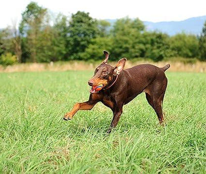 Super High Bounce Ultra Ball Dog Toy, Lightweight, Bouyant Medium (2.5 Inch Diameter) Pack of 2, for Breeds 20-60 Lbs Make Fetch Happen